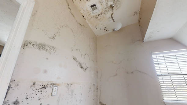 Best Water Damage & Mold Remediation  in Greenvle, IL