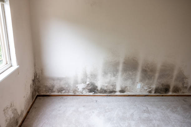 Best Emergency Mold Remediation  in Greenvle, IL